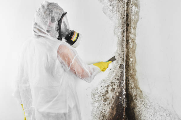 Best Mold Testing  in Cheverly, MD