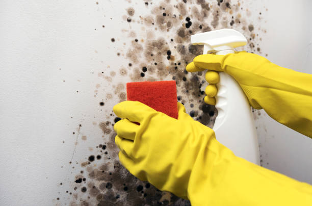 Best Mold Testing  in Cheverly, MD