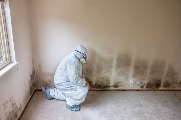 Best Black Mold Removal  in Cheverly, MD