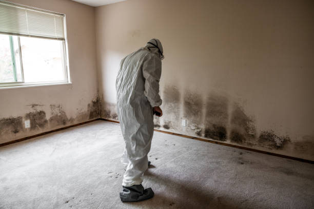 Best Mold Remediation  in Cheverly, MD