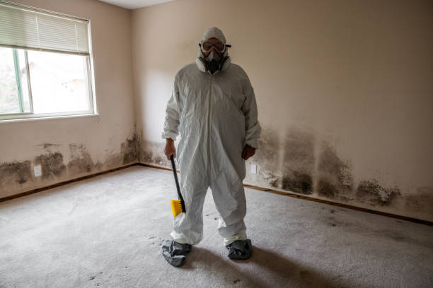 Best Same-Day Mold Removal  in Cheverly, MD