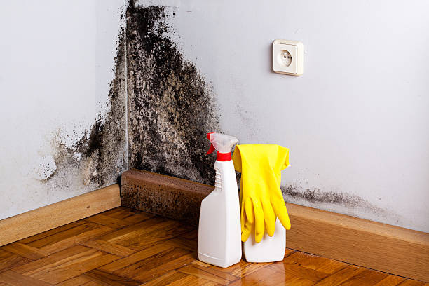 Best Mold Removal Company Near Me  in Cheverly, MD
