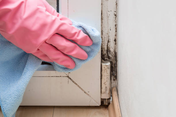 Best Best Mold Removal Companies  in Cheverly, MD