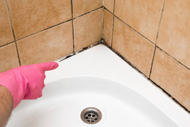 Best Mold Removal Process  in Cheverly, MD